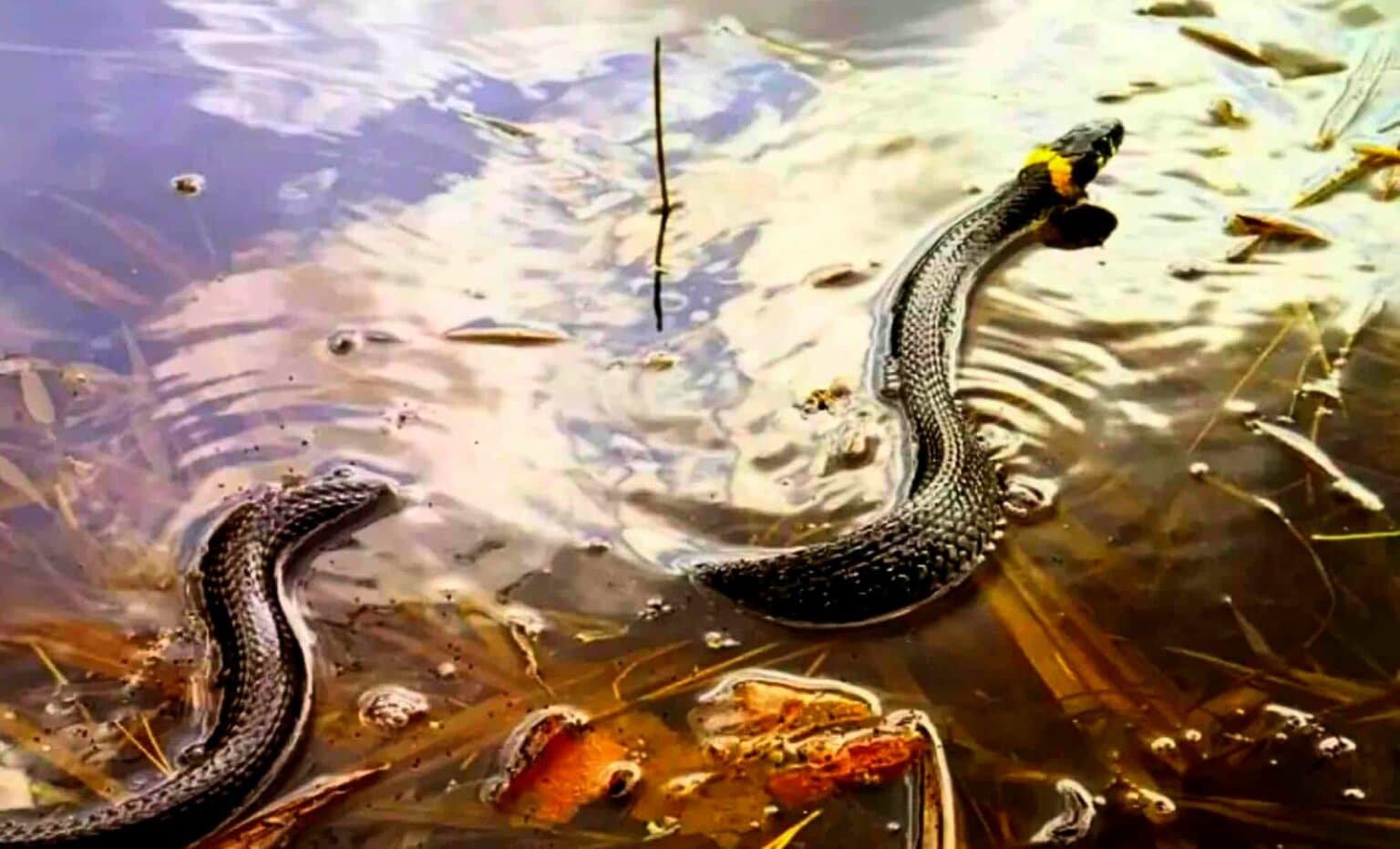 Você achou que estava seguro na água? Estes lagos de Nova York estão infestados de cobras