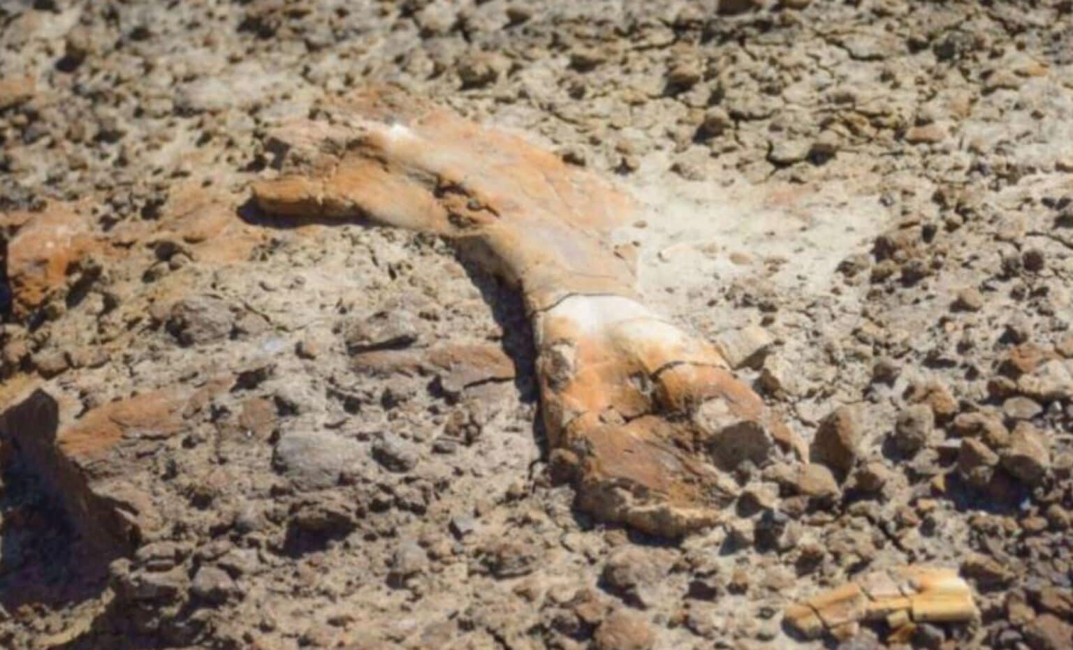 Menino de 12 anos descobre fóssil de dinossauro de 69 milhões